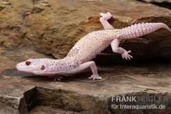Leopardgecko, Eublepharis Macularius, BELL ALBINO ENIGMA -Fischtankshop Leopardgecko Eublepharis macularius Bell Albino Enigma 6