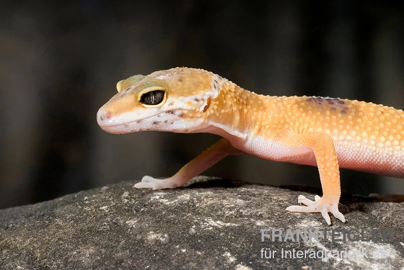 Leopardgecko, Eublepharis Macularius, HIGH YELLOW 2 Leopardgecko, Eublepharis Macularius, HIGH YELLOW – Bild 2