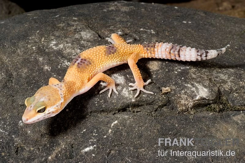 Leopardgecko, Eublepharis Macularius, HIGH YELLOW 1 Leopardgecko, Eublepharis Macularius, HIGH YELLOW