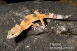Leopardgecko, Eublepharis Macularius, HIGH YELLOW 5 Leopardgecko, Eublepharis Macularius, HIGH YELLOW -Fischtankshop Leopardgecko Eublepharis macularius High Yellow2 1