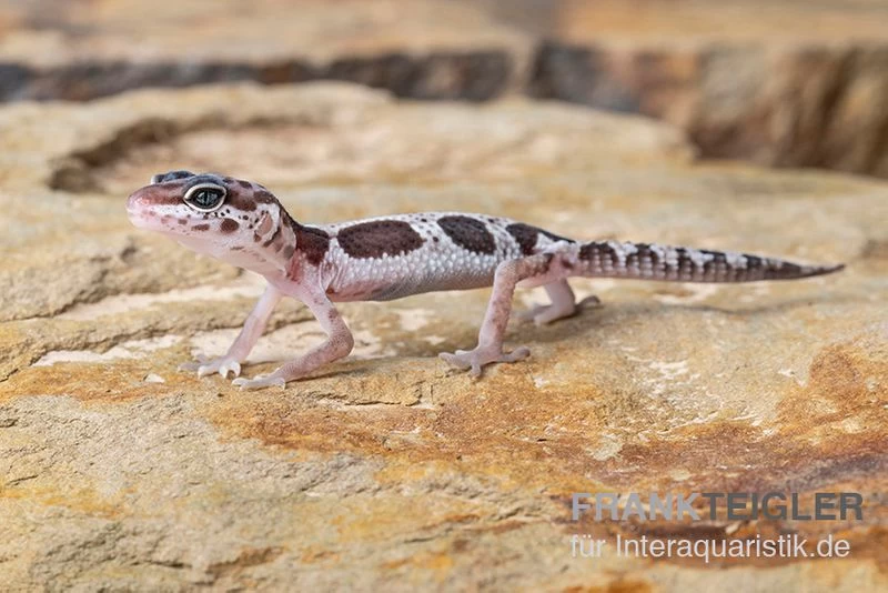 Leopardgecko, Eublepharis Macularius, MACK SNOW 2 Leopardgecko, Eublepharis Macularius, MACK SNOW – Bild 2