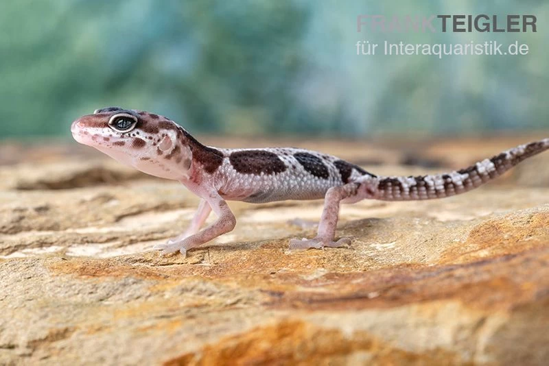 Leopardgecko, Eublepharis Macularius, MACK SNOW 3 Leopardgecko, Eublepharis Macularius, MACK SNOW – Bild 3