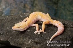 Leopardgecko, Eublepharis Macularius, SUNGLOW