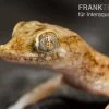 Lichtensteins Dünnfingergecko, Stenodactylus Sthenodactylus