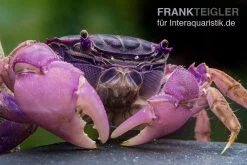 Lila Spider Crab, Neosarmatium Sp. Purple 9 Lila Spider Crab, Neosarmatium Sp. Purple -Fischtankshop Lila Spider Crab Neosarmatium sp Purple 3