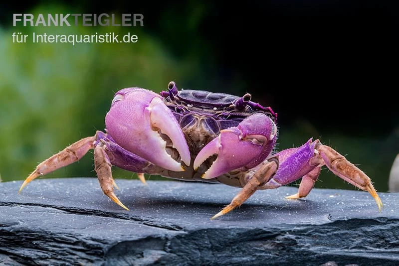 Lila Spider Crab, Neosarmatium Sp. Purple 1 Lila Spider Crab, Neosarmatium Sp. Purple