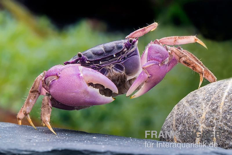 Lila Spider Crab, Neosarmatium Sp. Purple 5 Lila Spider Crab, Neosarmatium Sp. Purple – Bild 5