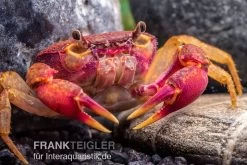 Lila Süßwasserkrabbe, Globithelphusa "indian Lilac"