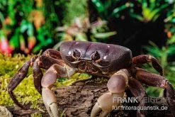 Lila Weihnachtsinselkrabbe, Gecarcoidea Humei, Klein 10 Lila Weihnachtsinselkrabbe, Gecarcoidea Humei, Klein -Fischtankshop Lila Weihnachtsinselkrabbe Gecarcoidea humei 1