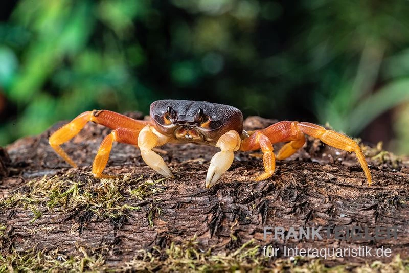 Lila Weihnachtsinselkrabbe, Gecarcoidea Humei, Klein 2 Lila Weihnachtsinselkrabbe, Gecarcoidea Humei, Klein – Bild 2