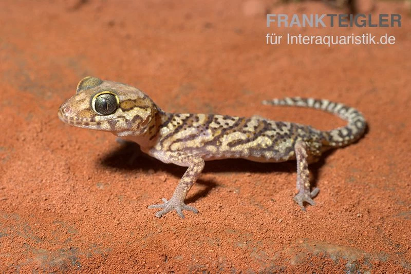 Madagaskar Großkopfgecko, Paroedura Picta 1 Madagaskar Großkopfgecko, Paroedura Picta