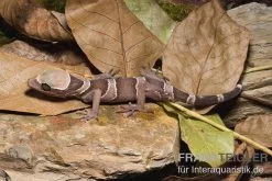Malayischer Bogenfingergecko, Cyrtodactylus Pulchellus -Fischtankshop Malayischer Bogenfingergecko Cyrtodactylus pulchellus 1