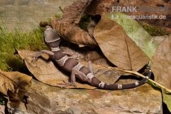 Malayischer Bogenfingergecko, Cyrtodactylus Pulchellus -Fischtankshop Malayischer Bogenfingergecko Cyrtodactylus pulchellus 2