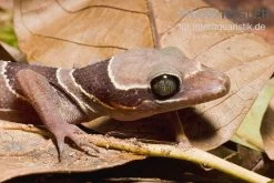 Malayischer Bogenfingergecko, Cyrtodactylus Pulchellus -Fischtankshop Malayischer Bogenfingergecko Cyrtodactylus pulchellus 3