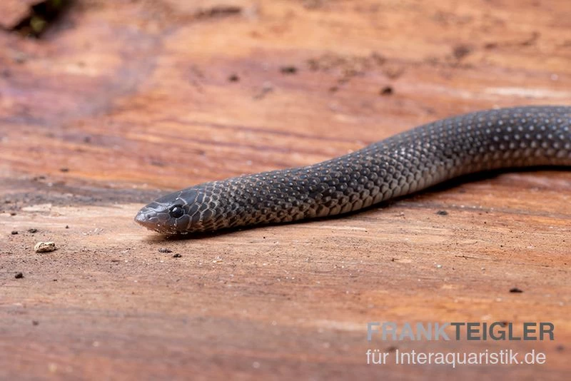 Meleagris-Schlange, Prosymna Meleagris 2 Meleagris-Schlange, Prosymna Meleagris – Bild 2