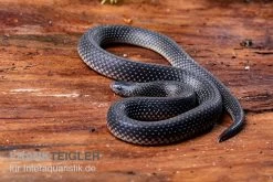 Meleagris-Schlange, Prosymna Meleagris 5 Meleagris-Schlange, Prosymna Meleagris -Fischtankshop Meleagris Schlange Prosymna meleagris 03