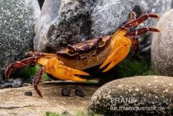 Melonenkrabbe, Thaksinthelphusa Yongchindaratae -Fischtankshop Melonenkrabbe Thaksinthelphusa yongchindaratae 3