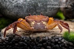 Melonenkrabbe, Thaksinthelphusa Yongchindaratae -Fischtankshop Melonenkrabbe Thaksinthelphusa yongchindaratae 6