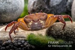 Melonenkrabbe, Thaksinthelphusa Yongchindaratae -Fischtankshop Melonenkrabbe Thaksinthelphusa yongchindaratae 7