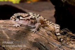 Mittelamerikanischer Krallengecko, Coleonyx Mitratus