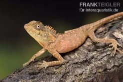 Nackenstachler, Acanthosaura Capra 5 Nackenstachler, Acanthosaura Capra -Fischtankshop Nackenstachler Acanthosaura capra 3