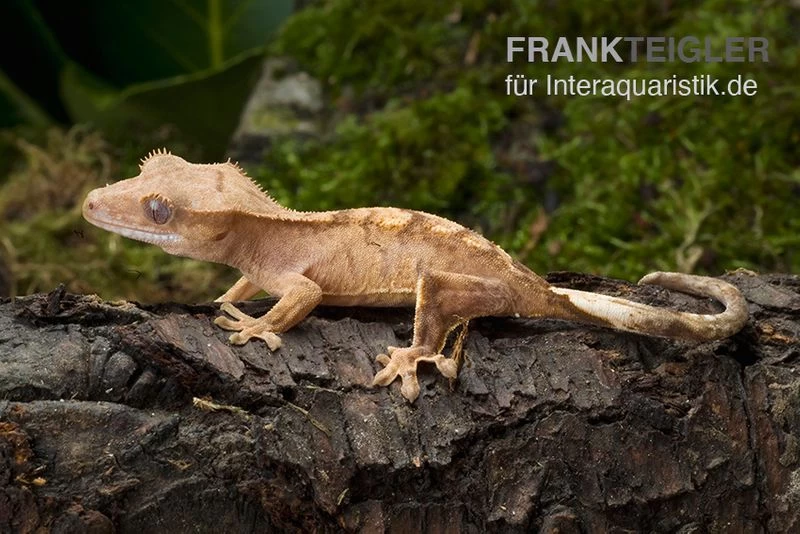 Neukaledonischer Kronengecko, Rhacodactylus Ciliatus 1 Neukaledonischer Kronengecko, Rhacodactylus Ciliatus