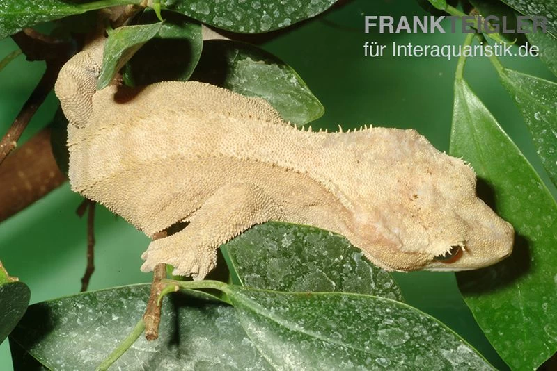 Neukaledonischer Kronengecko, Rhacodactylus Ciliatus 2 Neukaledonischer Kronengecko, Rhacodactylus Ciliatus – Bild 2