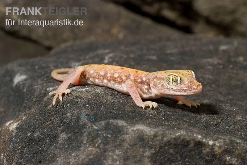 Nordafrikanischer Dünnfingergecko, Stenodactylus Petrii 1 Nordafrikanischer Dünnfingergecko, Stenodactylus Petrii