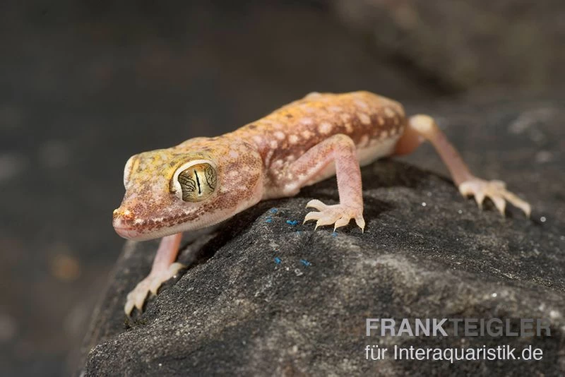 Nordafrikanischer Dünnfingergecko, Stenodactylus Petrii 2 Nordafrikanischer Dünnfingergecko, Stenodactylus Petrii – Bild 2