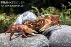 Orangenkrabbe, Sundathelphusa Sp. "orange" 6 Orangenkrabbe, Sundathelphusa Sp. "orange" -Fischtankshop Orangenkrabbe Sundathelphusa sp orange 2