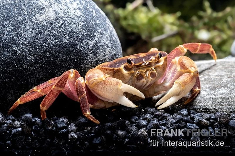 Orangenkrabbe, Sundathelphusa Sp. "orange" 4 Orangenkrabbe, Sundathelphusa Sp. "orange" – Bild 4