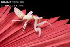 Orchideenmantis, Hymenopus Coronatus -Fischtankshop Orchideenmantis Hymenopus coronatus 2