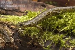 Spanischer Rippenmolch, Pleurodeles Waltl -Fischtankshop Pleurodeles waltl rippenmolch