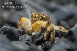 Pompomkrabbe, Ptychognathus Barbatus (Hongkong-Krabbe) -Fischtankshop Pompom krabbe