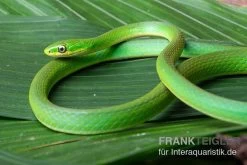 Raue Grasnatter, Opheodrys Aestivus