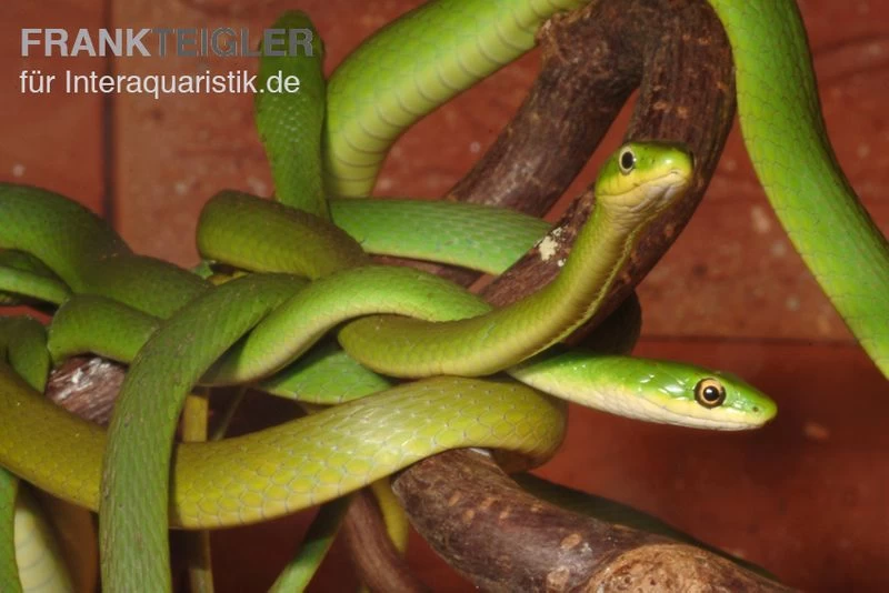 Raue Grasnatter, Opheodrys Aestivus 5 Raue Grasnatter, Opheodrys Aestivus – Bild 5