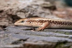 Roter Togo-Skink, Mabuya Perrotetii -Fischtankshop Roter Togo Skink Mabuya perrotetii 1