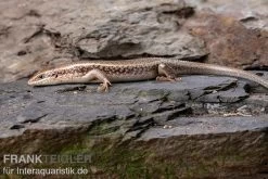 Roter Togo-Skink, Mabuya Perrotetii -Fischtankshop Roter Togo Skink Mabuya perrotetii 2