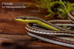 Sandrenn-Natter, Psammophis Elegans -Fischtankshop Sandrenn Natter Psammophis elegans 03
