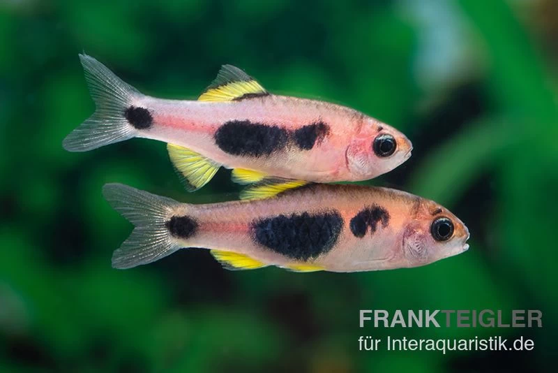 Schmetterlingsbarbe, Barbus Hulstaerti (Minifisch), 5 Stück 1 Schmetterlingsbarbe, Barbus Hulstaerti (Minifisch), 5 Stück