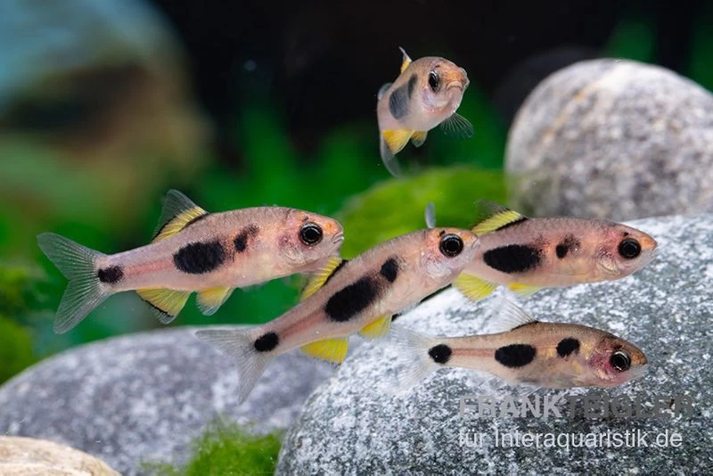 Schmetterlingsbarbe, Barbus Hulstaerti (Minifisch), 5 Stück 2 Schmetterlingsbarbe, Barbus Hulstaerti (Minifisch), 5 Stück – Bild 2