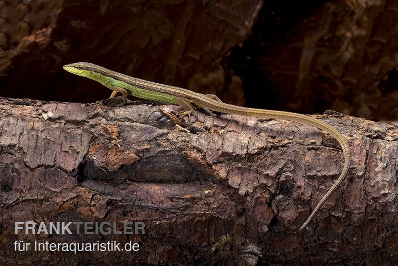 Sechsstreifen-Langschwanzeidechse, Takydromus Sexlineatus 1 Sechsstreifen-Langschwanzeidechse, Takydromus Sexlineatus