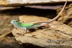 Sechsstreifen-Rennechse, Aspidoscelis Sexlineatus 5 Sechsstreifen-Rennechse, Aspidoscelis Sexlineatus -Fischtankshop Sechsstreifen Rennechse Aspidoscelis sexlineatus 3