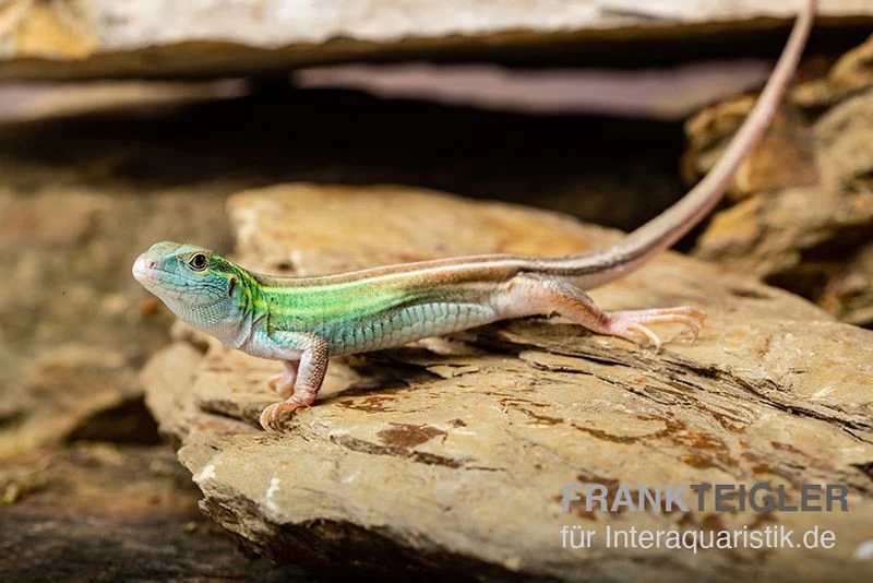 Sechsstreifen-Rennechse, Aspidoscelis Sexlineatus 3 Sechsstreifen-Rennechse, Aspidoscelis Sexlineatus – Bild 3