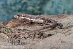 Senegal Mabuya, Trachylepis Affinis 9 Senegal Mabuya, Trachylepis Affinis -Fischtankshop Senegal Mabuya Trachylepis affinis 2