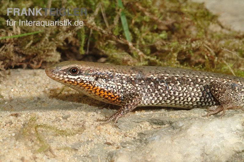 Sonnenskink, Mabuya Macularia 1 Sonnenskink, Mabuya Macularia