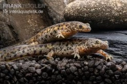 Spanischer Rippenmolch, Pleurodeles Waltl -Fischtankshop Spanischer Rippenmolch Pleurodeles waltl 4