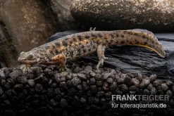 Spanischer Rippenmolch, Pleurodeles Waltl -Fischtankshop Spanischer Rippenmolch Pleurodeles waltl 7