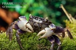 Spider Crab Sp. Blue, Neosarmatium Rotundifrons -Fischtankshop Spider Crab Blue 13