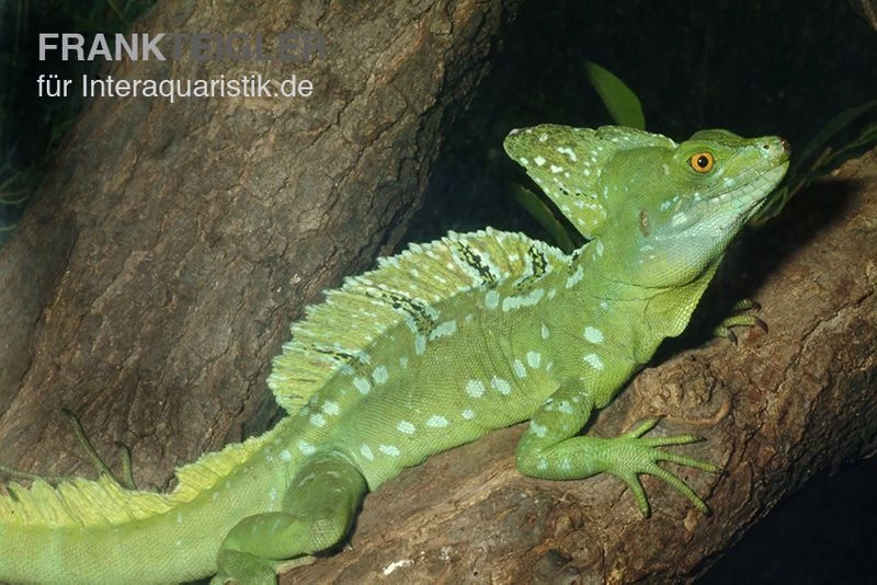 Stirnlappenbasilisk, Basiliscus Plumifrons 1 Stirnlappenbasilisk, Basiliscus Plumifrons
